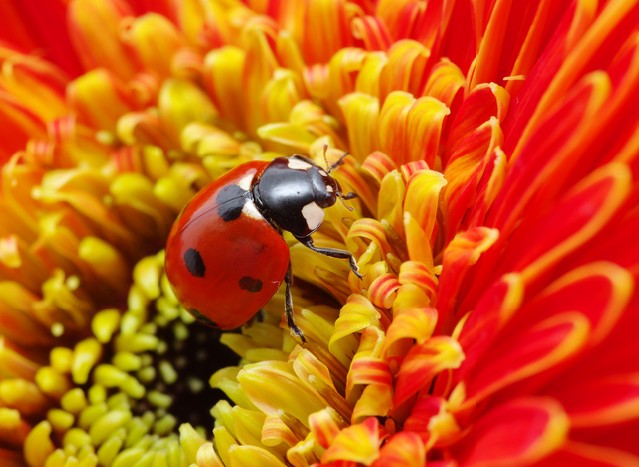 Ladybug