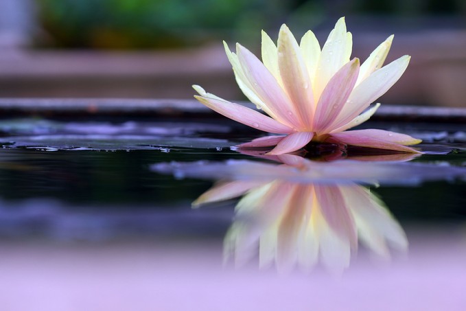Lotus