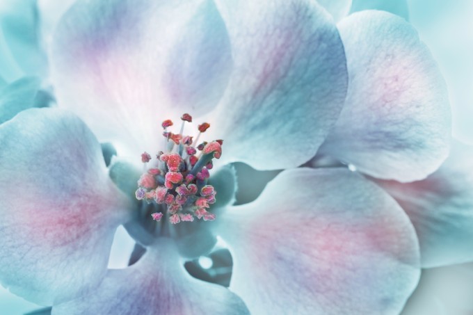 Magic Chaenomeles japonica flower