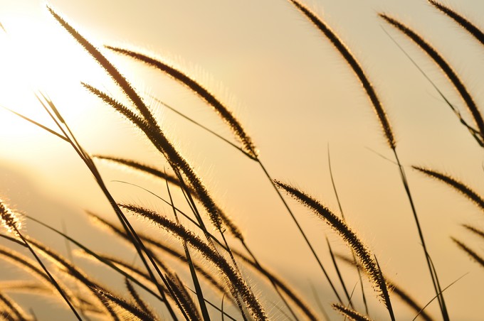 Morning Grass