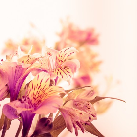 Pink alstroemeria isolated on white background closeup