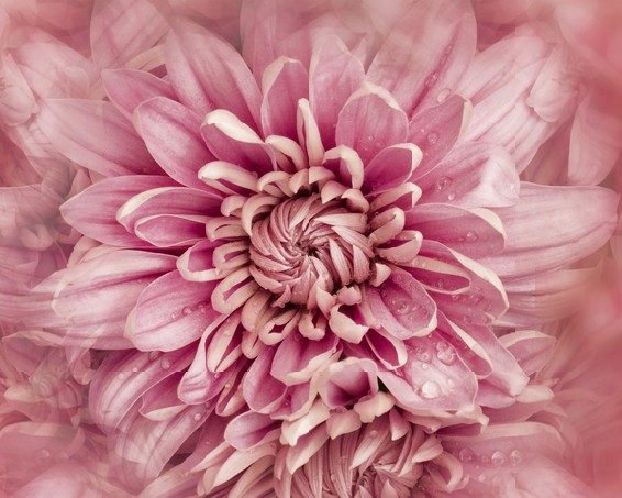 Pink flower