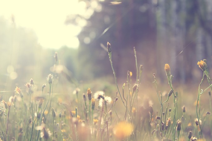 Plants dandelions