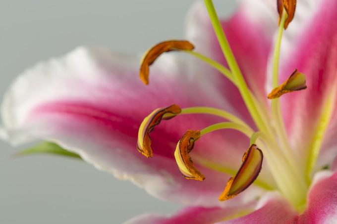 Red lily flower in bloom on a macro nature shot