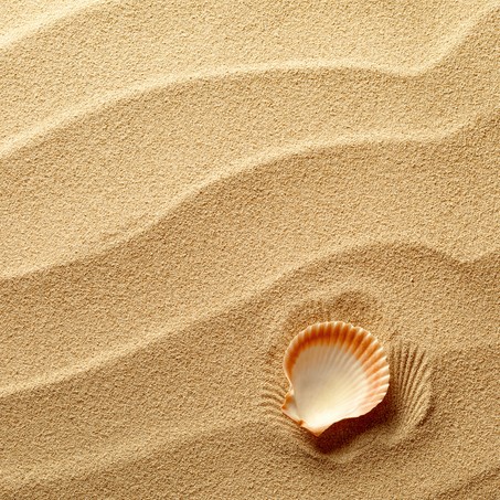 Sea shells with sand as background