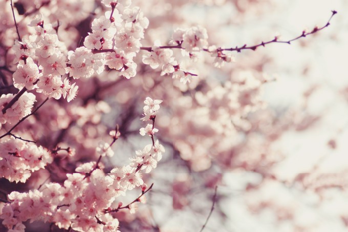 Spring Cherry blossoms, pink flowers