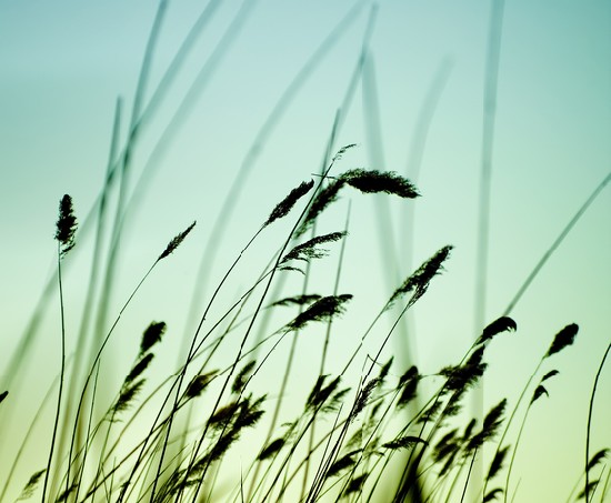 Variegated structures of flowering grass