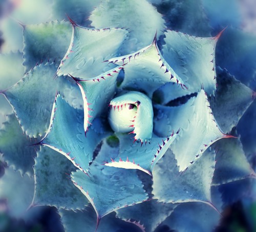 View of a cactus