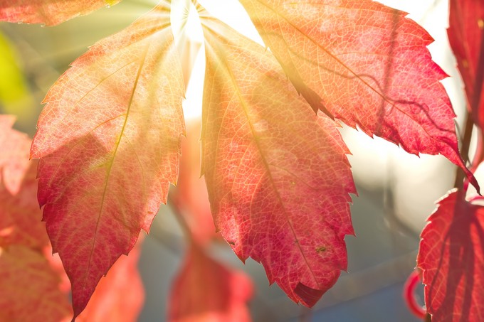 Vine leaves in a rays of sun