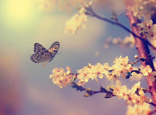 Vintage butterfly and cherry tree flower in spring
