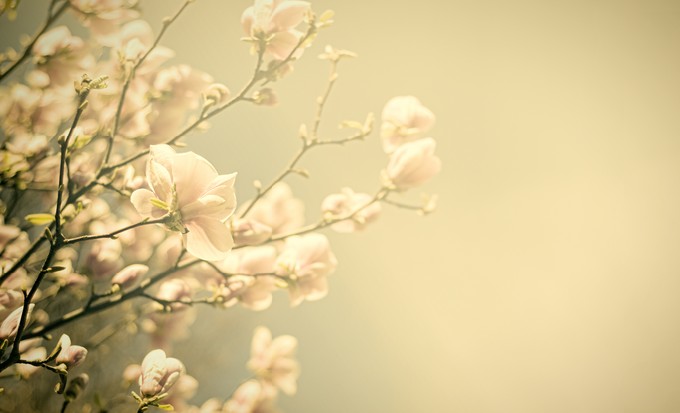 Vintage flowers