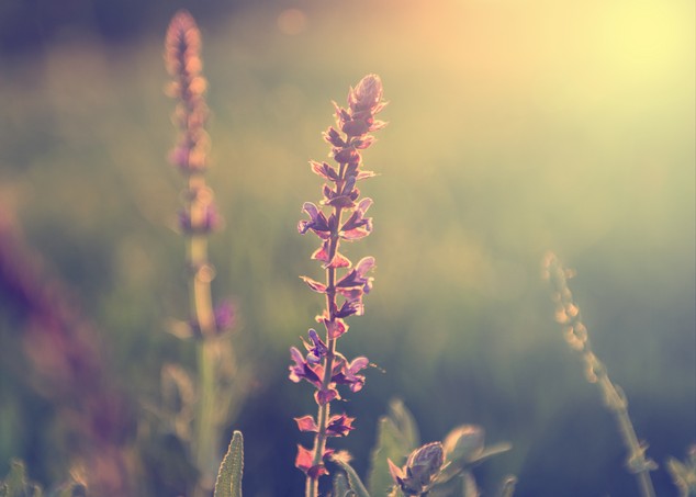 Vintage photo of wild flower in sunset