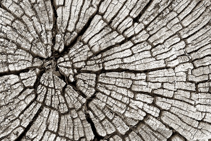 Wood texture