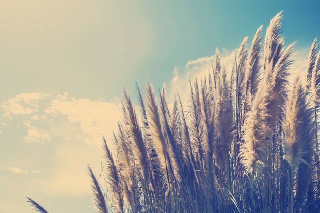 Abstract natural backgrounds with beauty bokeh