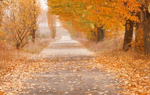 Autumn alley