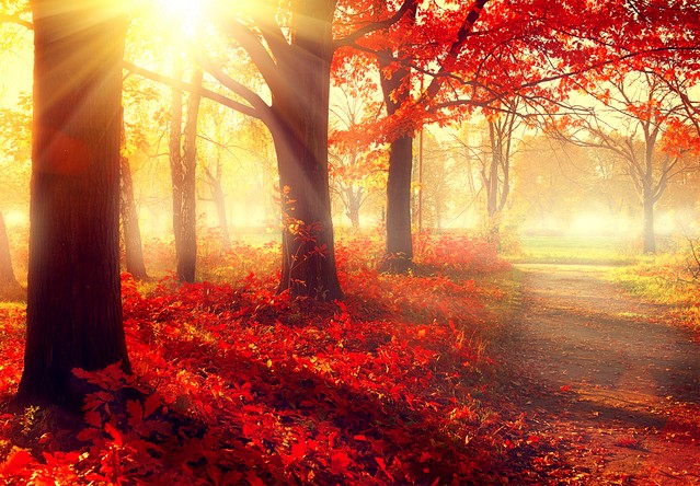 Autumn Trees and Red Leaves