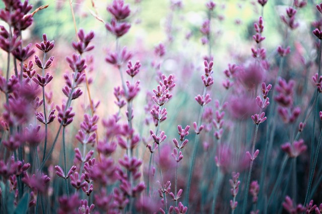 Beautiful detail of scented lavender flowers