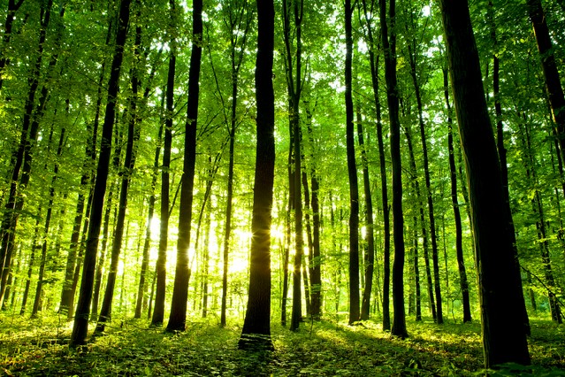 Beautiful green forest
