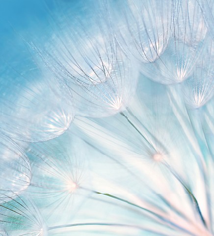 Blue abstract dandelion flower background