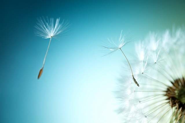 Closeup of dandelion