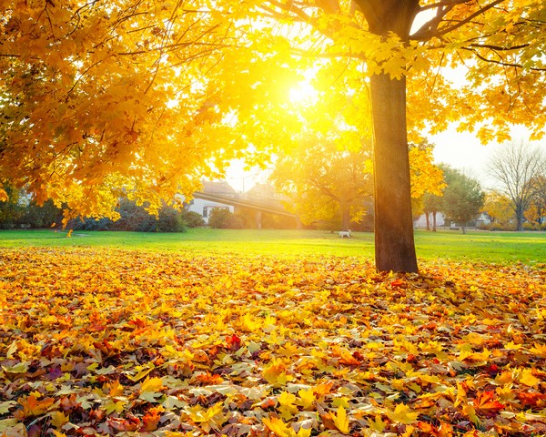Colorful foliage in the autumn park