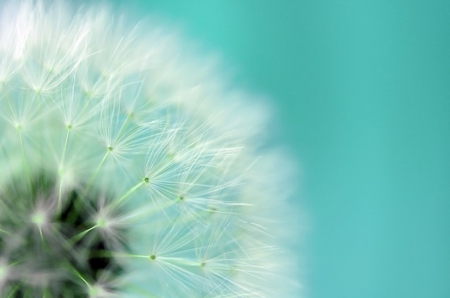 Dreamy dandelion