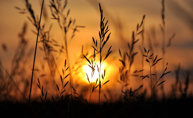 Field of grass during sunset