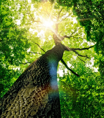 Forest trees in nature green wood sunlight backgrounds