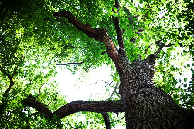 Forest trees nature green wood sunlight backgrounds