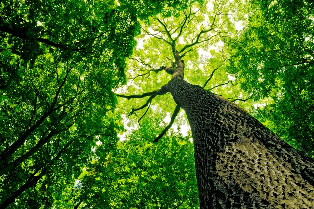 Forest trees - nature green wood sunlight