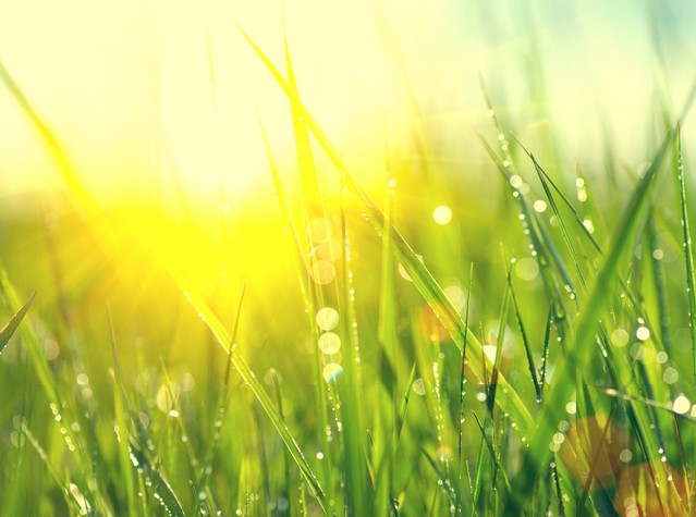 Fresh green spring grass with dew drops