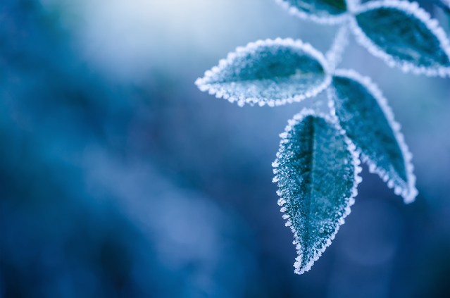 Frosty winter leaves abstract