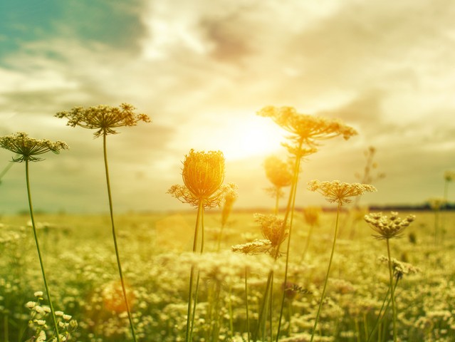 Golden evening on the summer meadow