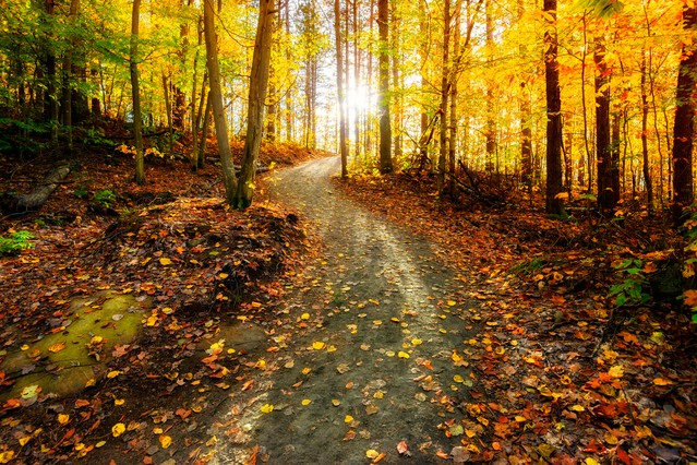 Golden forest landscape setting during the autumn season