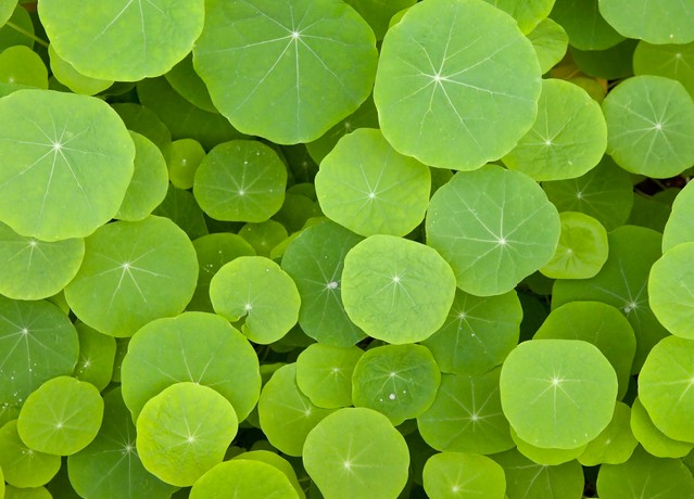 Green leaves background - The round shape