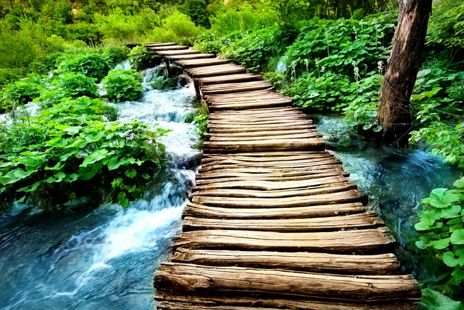 Natural forest bridge over stream