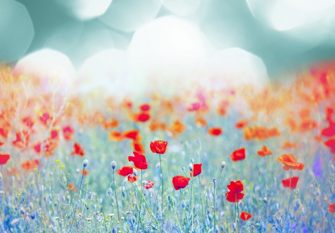 Red poppy field at sunset