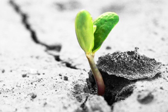 Rising sprout on dry ground