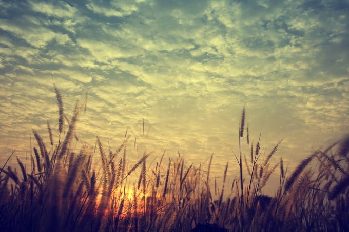 Vintage nature background