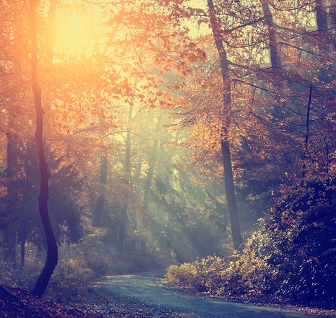 Vintage photo of autumn forest