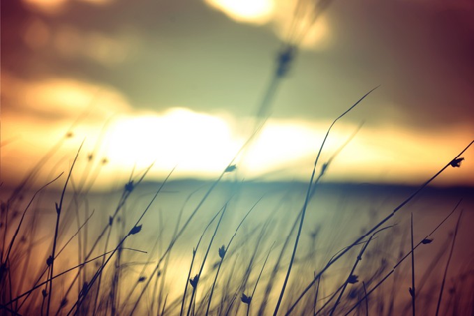 Wild grasses at golden summer sunset vintage landscape