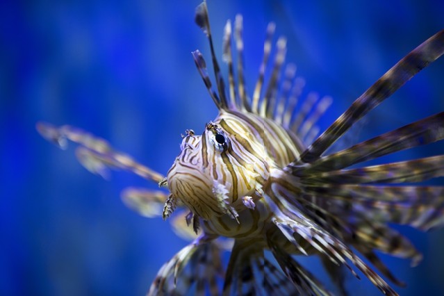 A beautiful Lion fish swimming in blue water