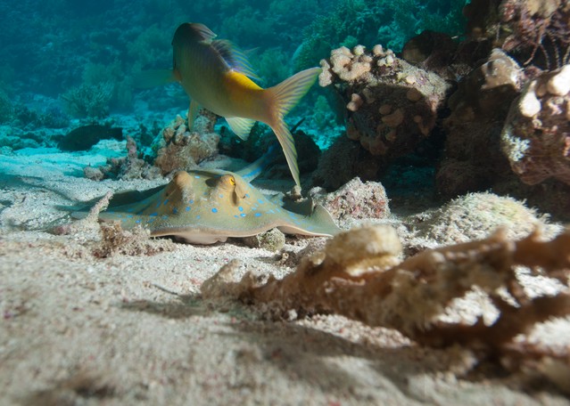 A Bluespotted stingray resting in the sand