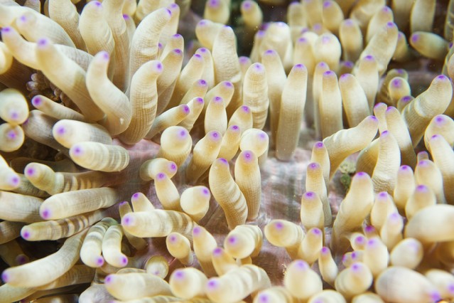 Anemone