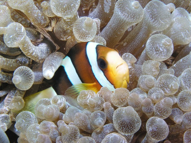 Anemonefish with anemone