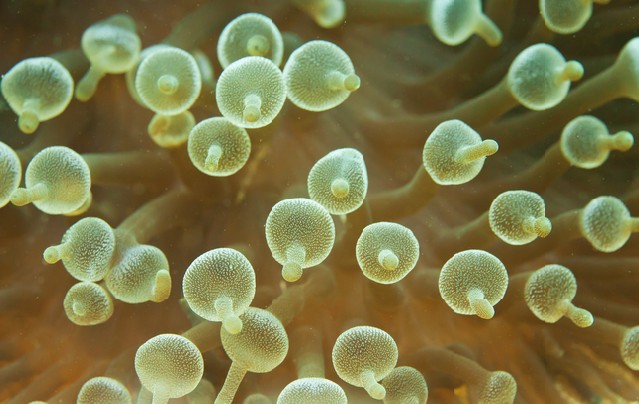 Anemones
