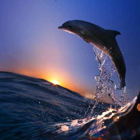 Beautiful dolphin jumping from sea wave at sunset time