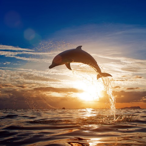 Beautiful dolphin jumping from shining sunset sea water surface