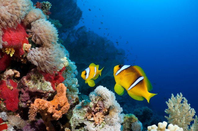 Beautiful reef
