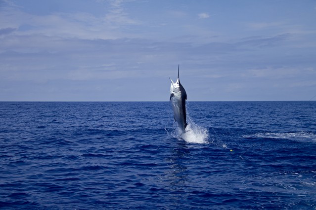Black marlin jumping on calm ocean